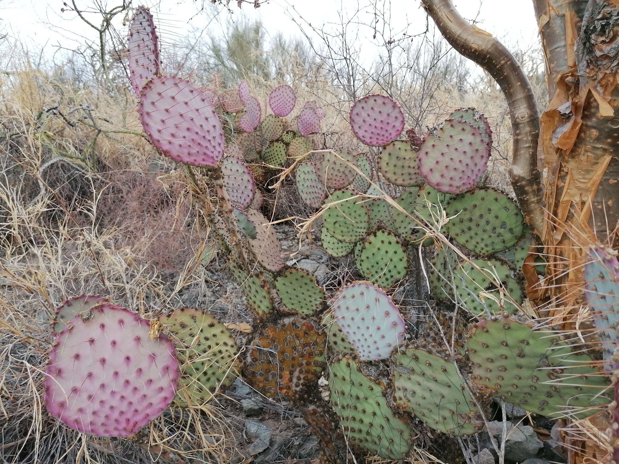 Opuntia gosseliniana
